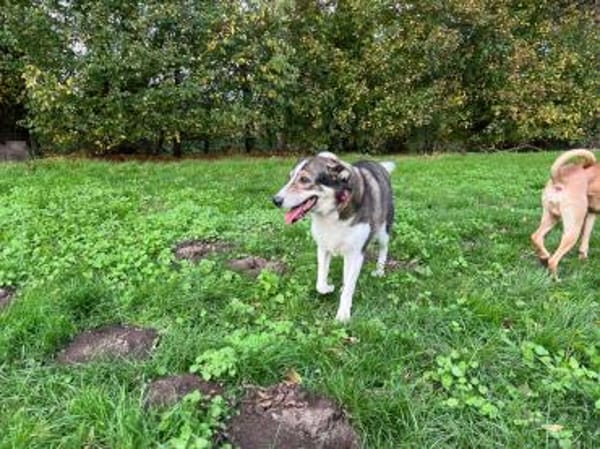 Liebe JILL sucht ihr Zuhause