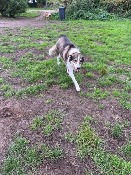 Liebe JILL sucht ihr Zuhause