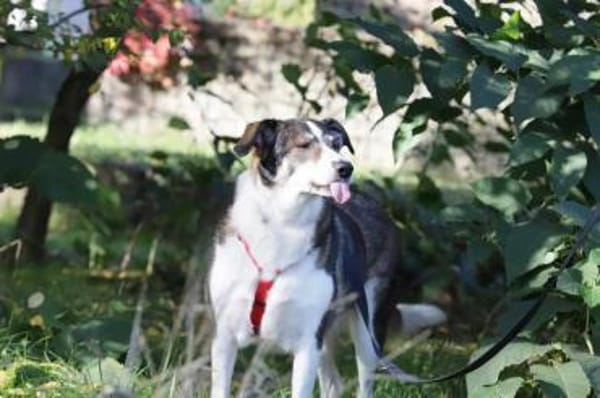 Liebe JILL sucht ihr Zuhause