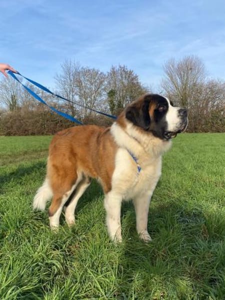 Rea - die sanfte Riesin mit Herz