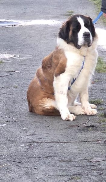 Rea - die sanfte Riesin mit Herz