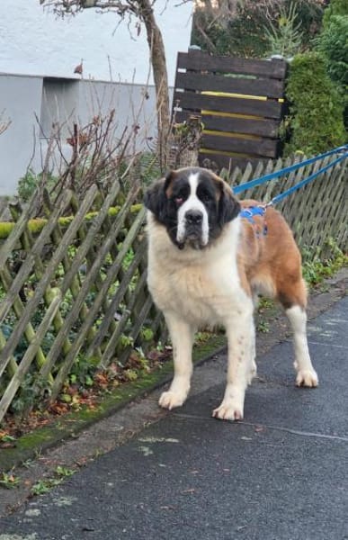 Rea - die sanfte Riesin mit Herz