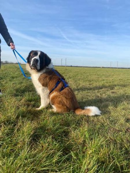 Rea - die sanfte Riesin mit Herz