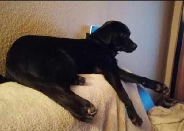 Shadow - der kleine schwarze Schatten