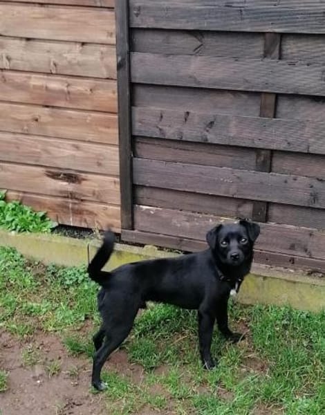 Shadow - der kleine schwarze Schatten