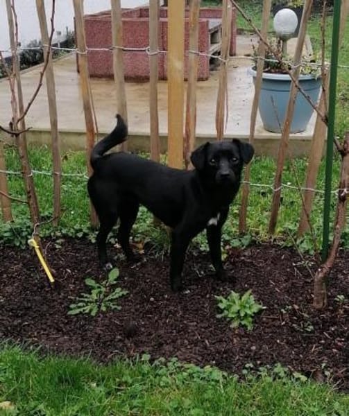 Shadow - der kleine schwarze Schatten