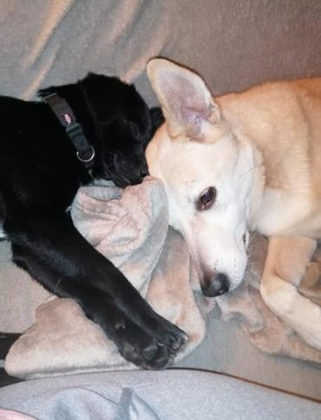 Shadow - der kleine schwarze Schatten