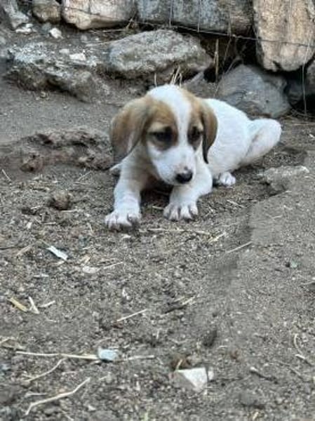 Zuhause gesucht für Ida