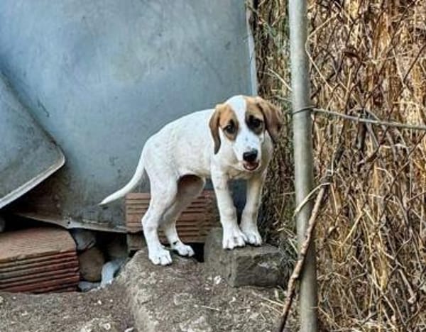 Zuhause gesucht für Ida