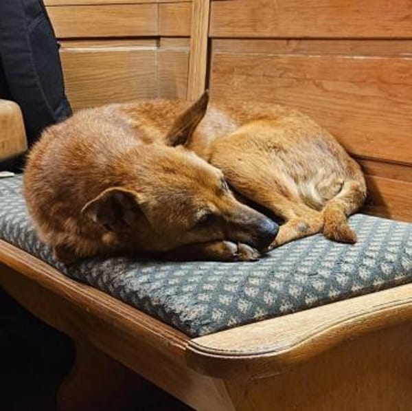 Deine neue Gefährtin