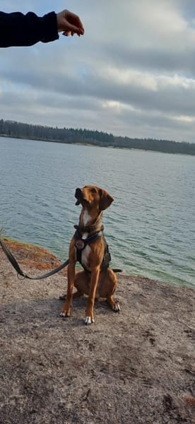 Feivel sucht ein liebevolles Zuhause