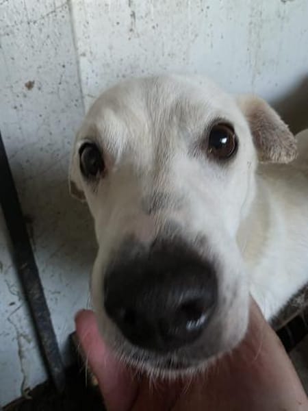 Chance - so viel Leid