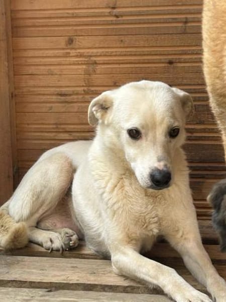 Chance - so viel Leid