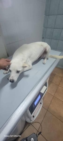 Chance - so viel Leid