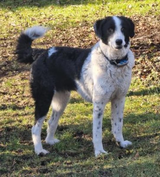 Lilo nun auf Pflegestelle in Bayern