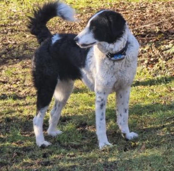 Lilo nun auf Pflegestelle in Bayern