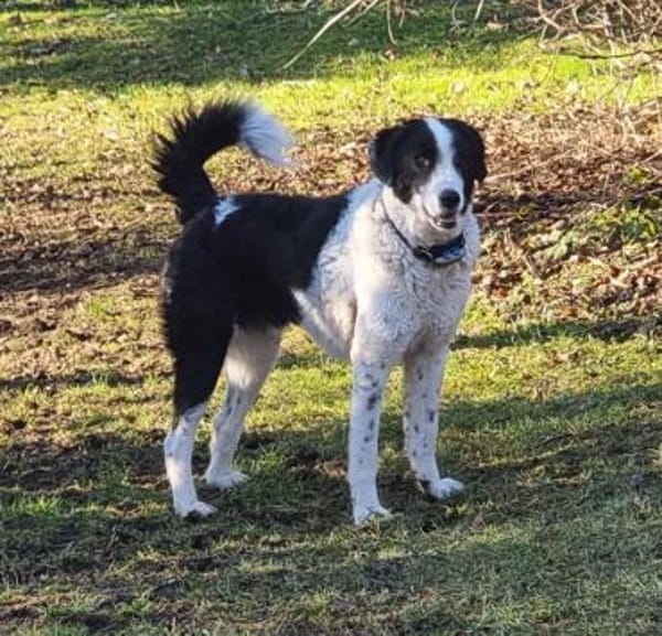 Lilo nun auf Pflegestelle in Bayern