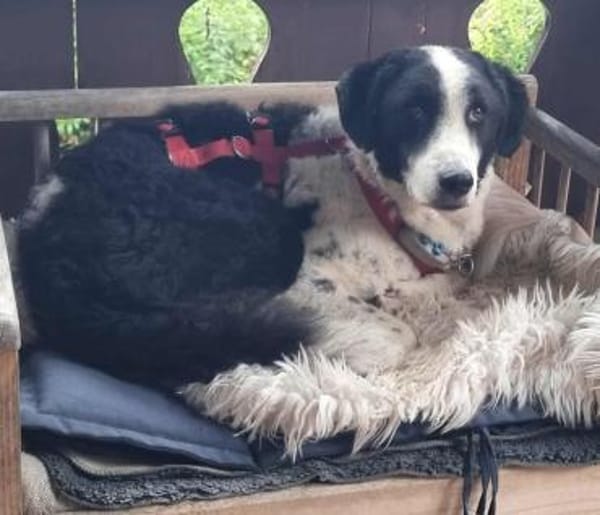 Lilo nun auf Pflegestelle in Bayern