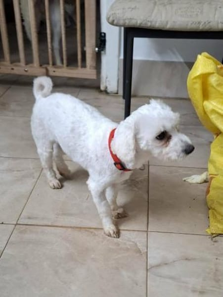 Lori - aus RO, in DE,  Heide 25746