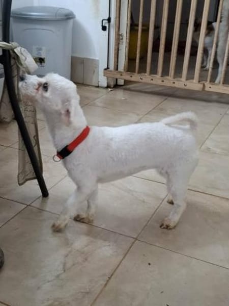 Lori - aus RO, in DE,  Heide 25746