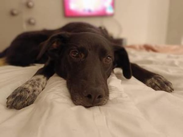 Emily Dickinson wird immer übersehen 🐾