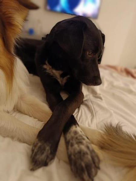 Emily Dickinson wird immer übersehen 🐾