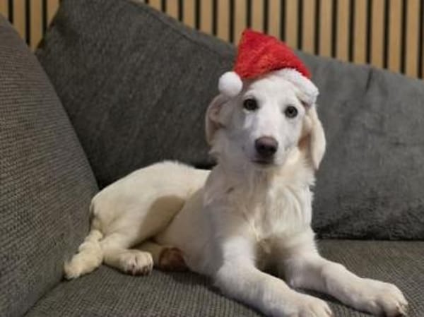 Familie für Tofu gesucht