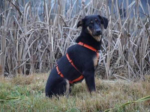 Nehmen Sie liebenswerten Deny auf ?