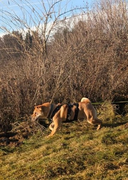 Otto, ich suche ein neues Zuhause