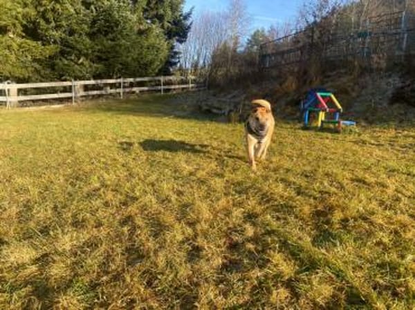 Otto, ich suche ein neues Zuhause