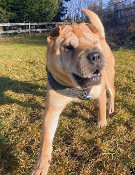 Otto, ich suche ein neues Zuhause