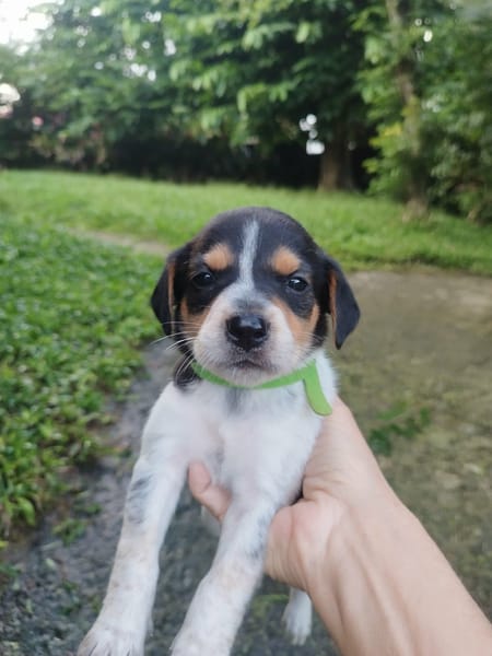 Asko, le beau bébé