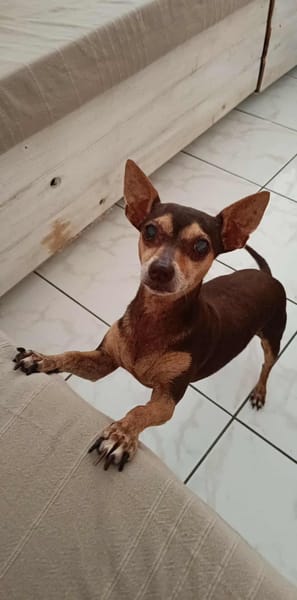 daisy la belle chihuhua