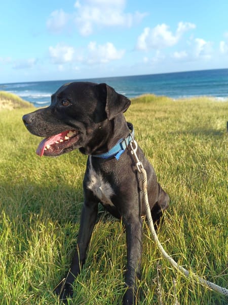 Victor, mâle croiséberger, né le 10/10/2024