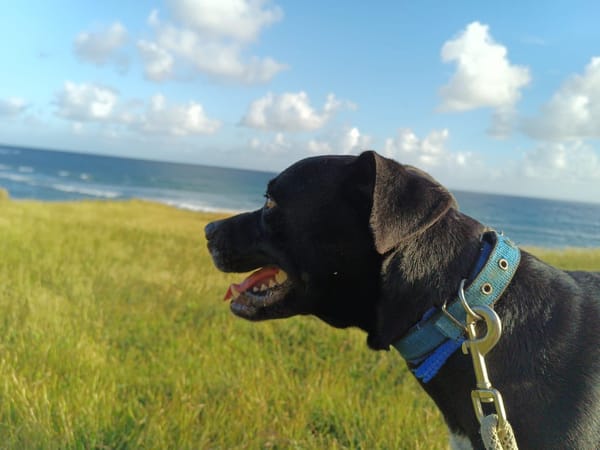 Victor, mâle croiséberger, né le 10/10/2024