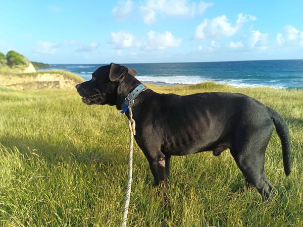 Victor, mâle croiséberger, né le 10/10/2024