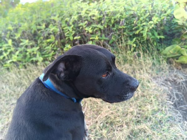 Victor, mâle croiséberger, né le 10/10/2024