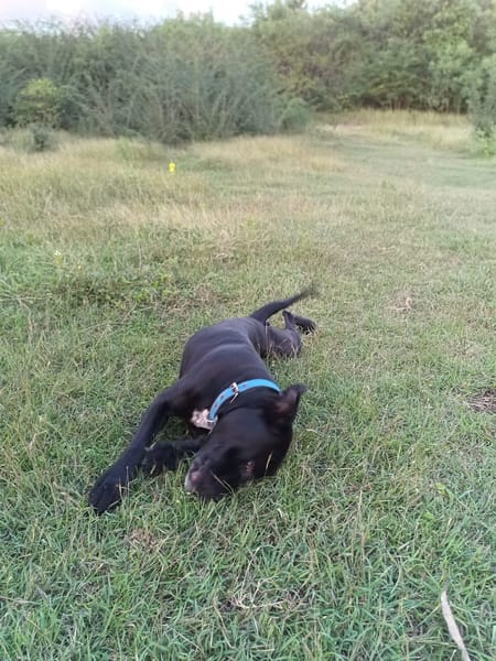 Victor, mâle croiséberger, né le 10/10/2024