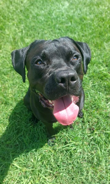 Tito, mâle croisé berger, né le 10/02/2022 🐶