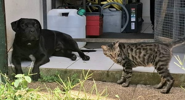 Tito, mâle croisé berger, né le 10/02/2022 🐶