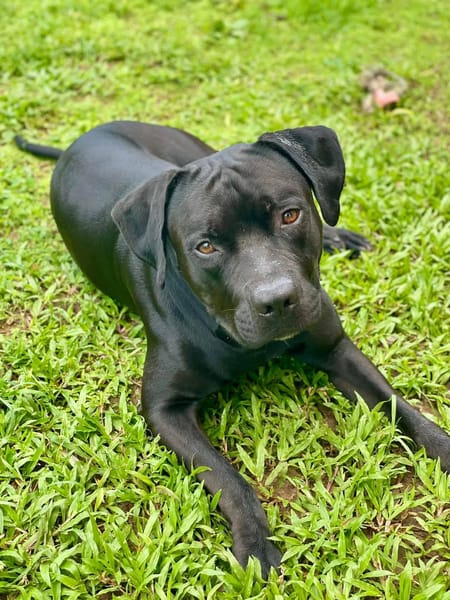 Tito, mâle croisé berger, né le 10/02/2022 🐶