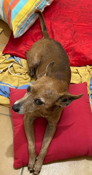 Tchoupi, mâle X Pinscher né le 01/01/2017🐶