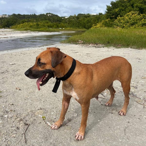 Soly, femelle X croiser berger, née le 01/05/2024