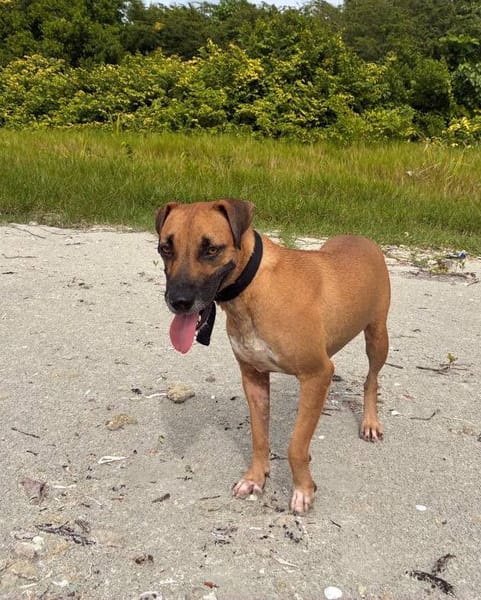 Soly, femelle X croiser berger, née le 01/05/2024