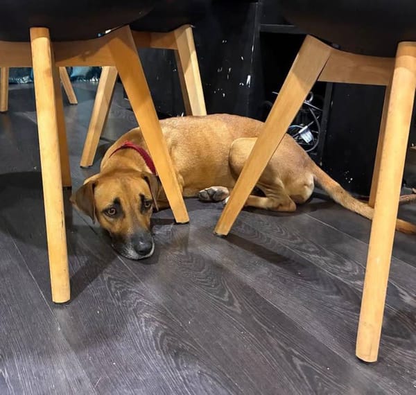 Soly, femelle X croiser berger, née le 01/05/2024