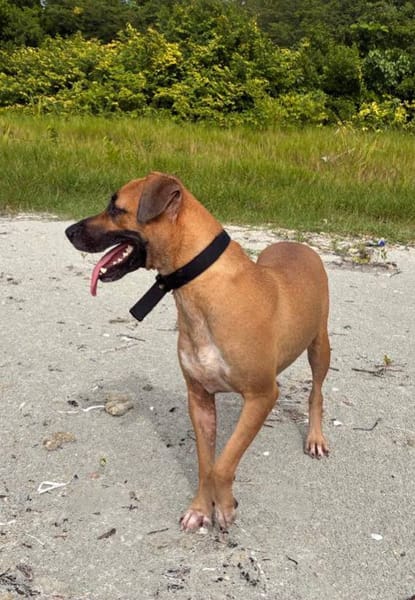 Soly, femelle X croiser berger, née le 01/05/2024