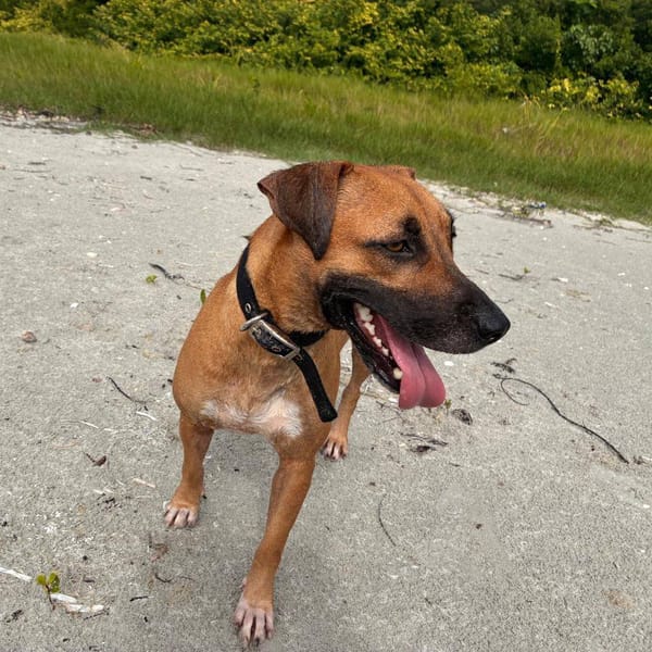 Soly, femelle X croiser berger, née le 01/05/2024