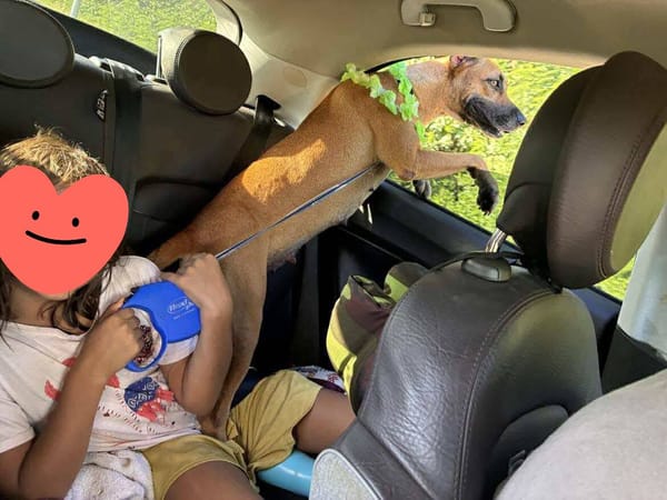 Soly, femelle X croiser berger, née le 01/05/2024