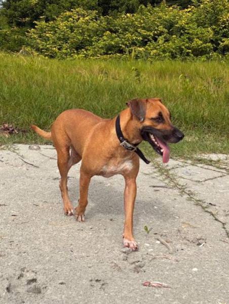 Soly, femelle X croiser berger, née le 01/05/2024