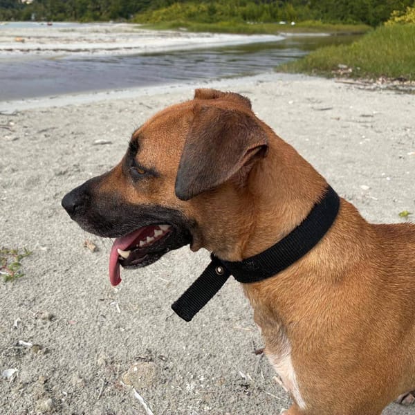 Soly, femelle X croiser berger, née le 01/05/2024